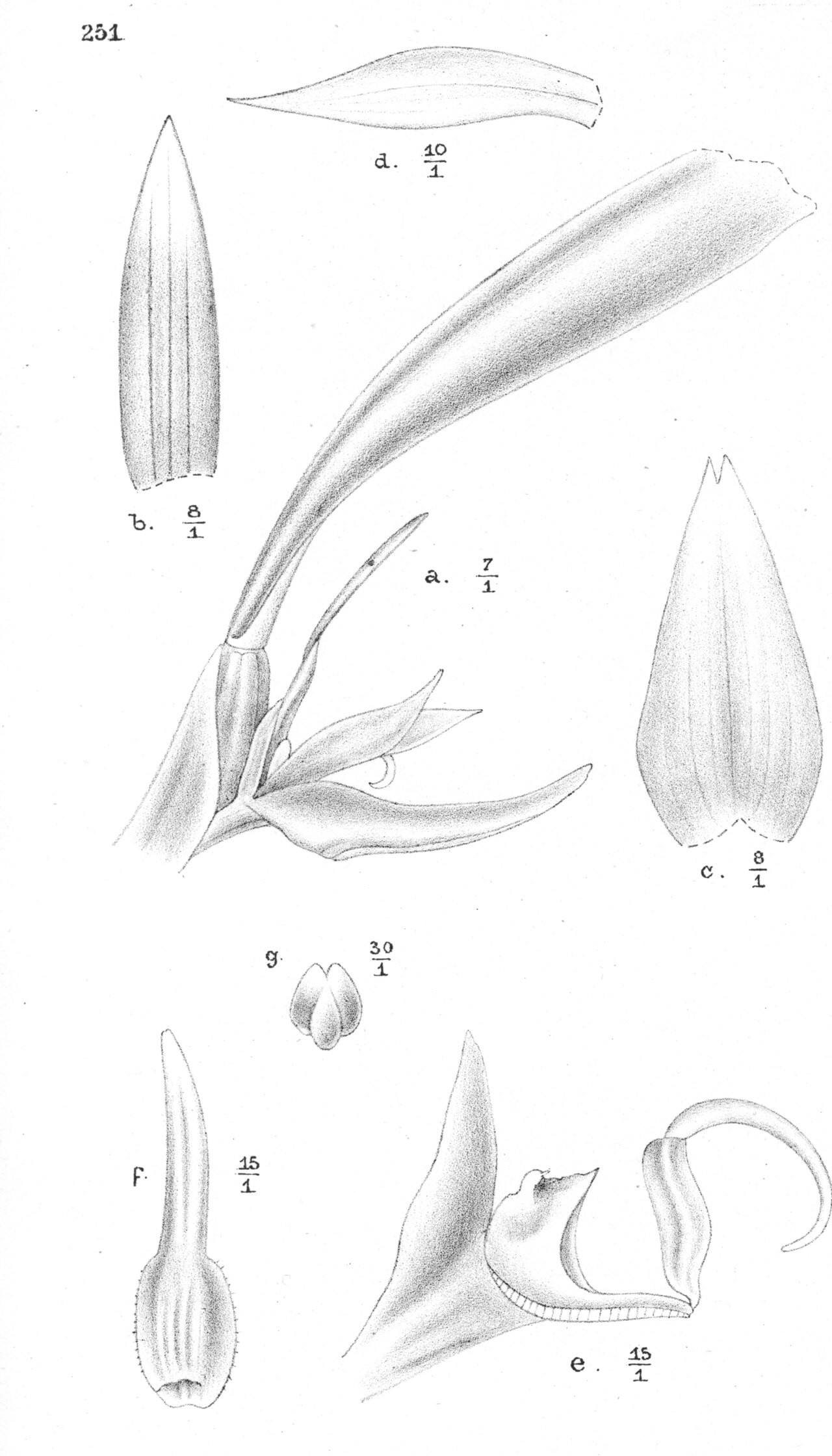 Bulbophyllum gautierense