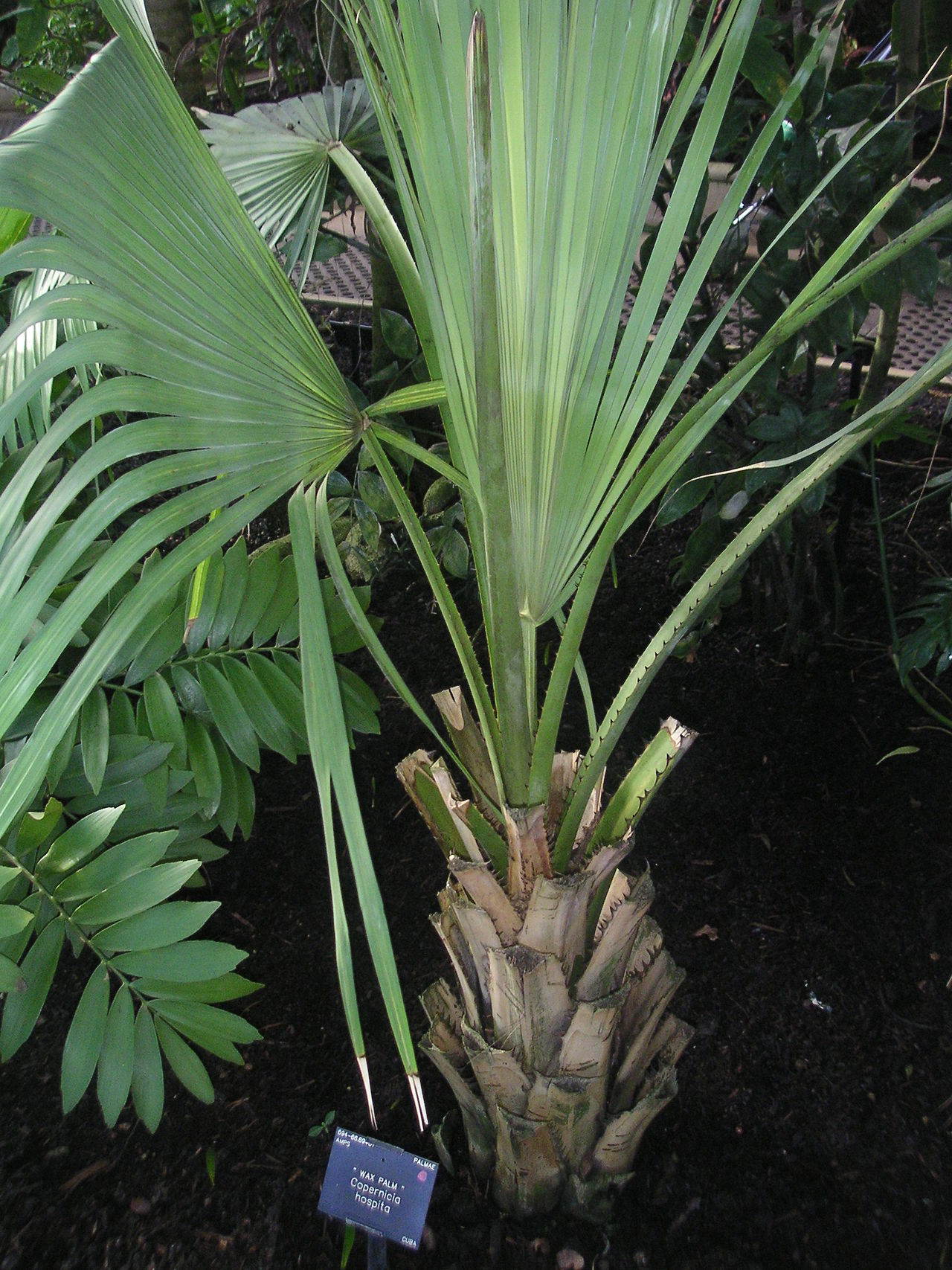 Copernicia hospita