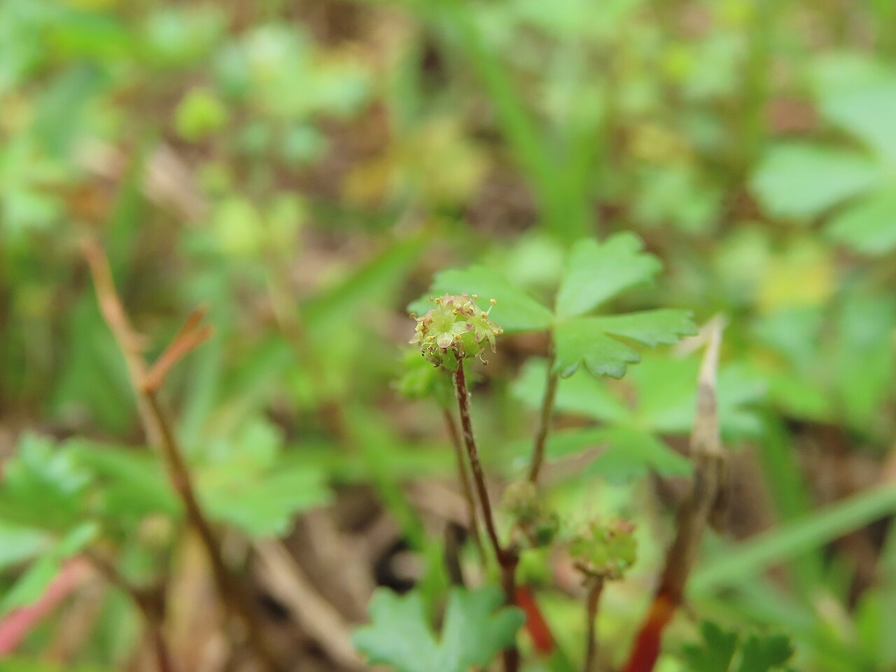 Hydrocotyle batrachium