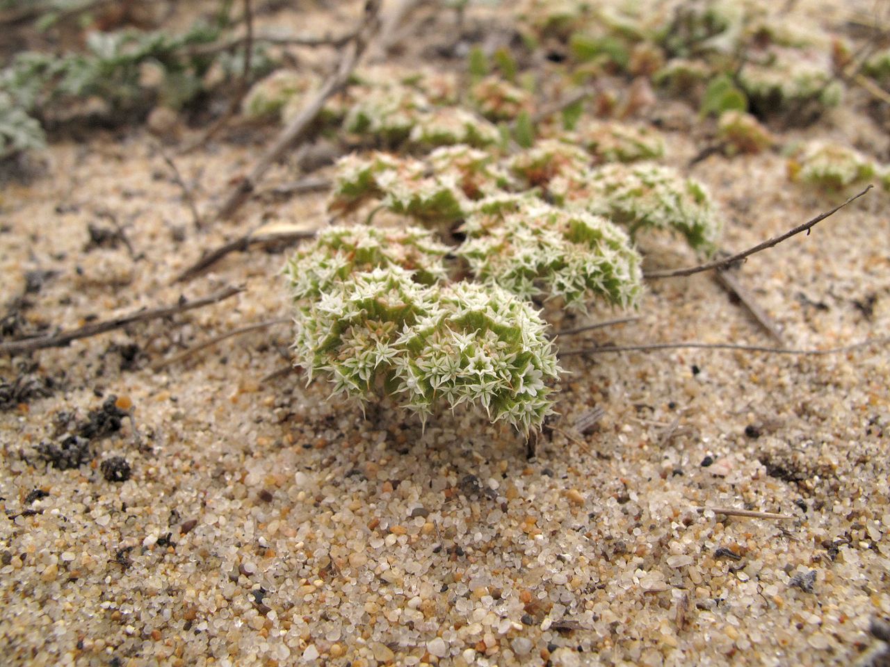 Chorizanthe pungens