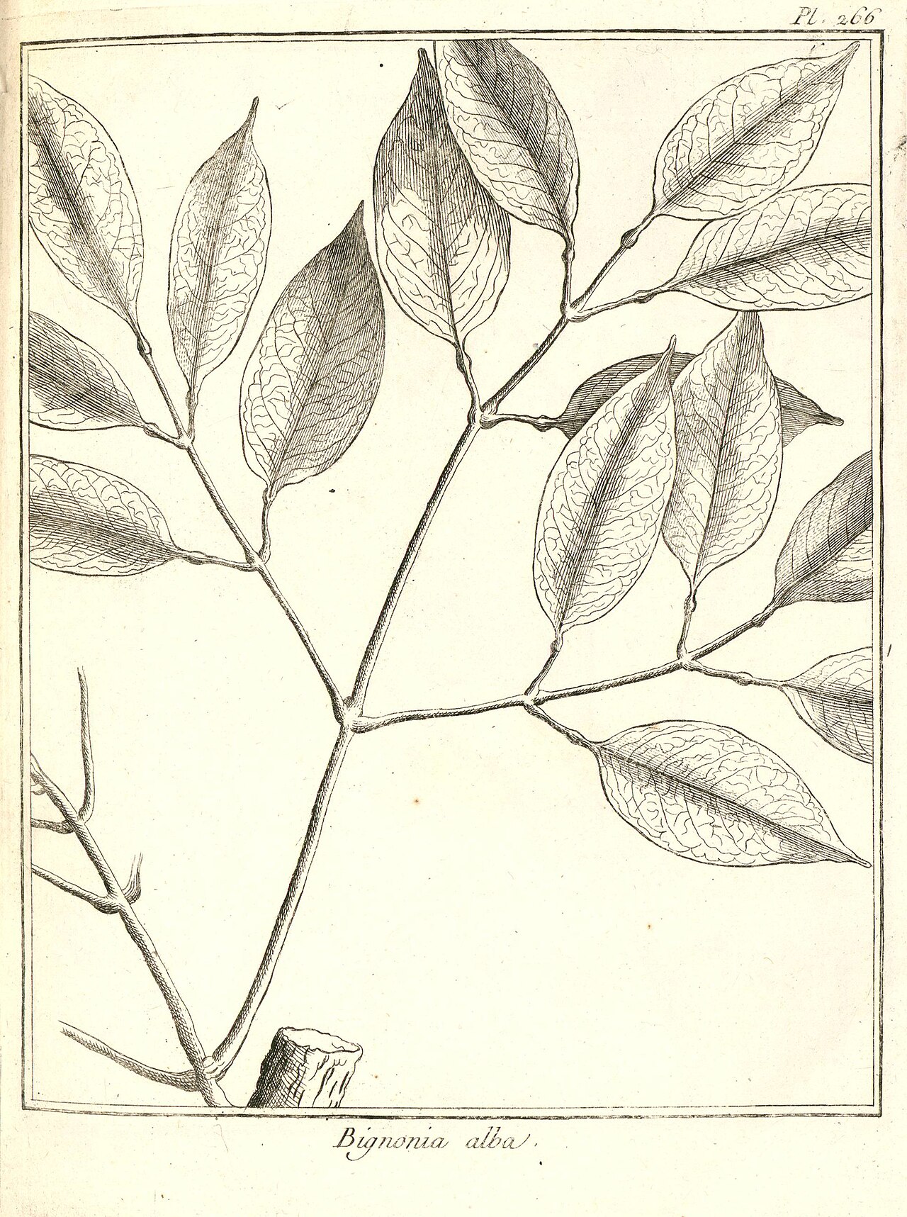 Adenocalymma album