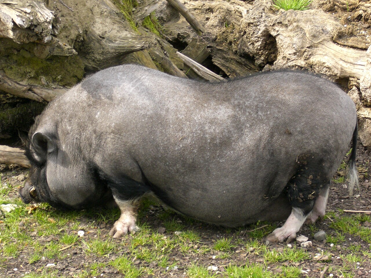 Vietnamese Pot-bellied