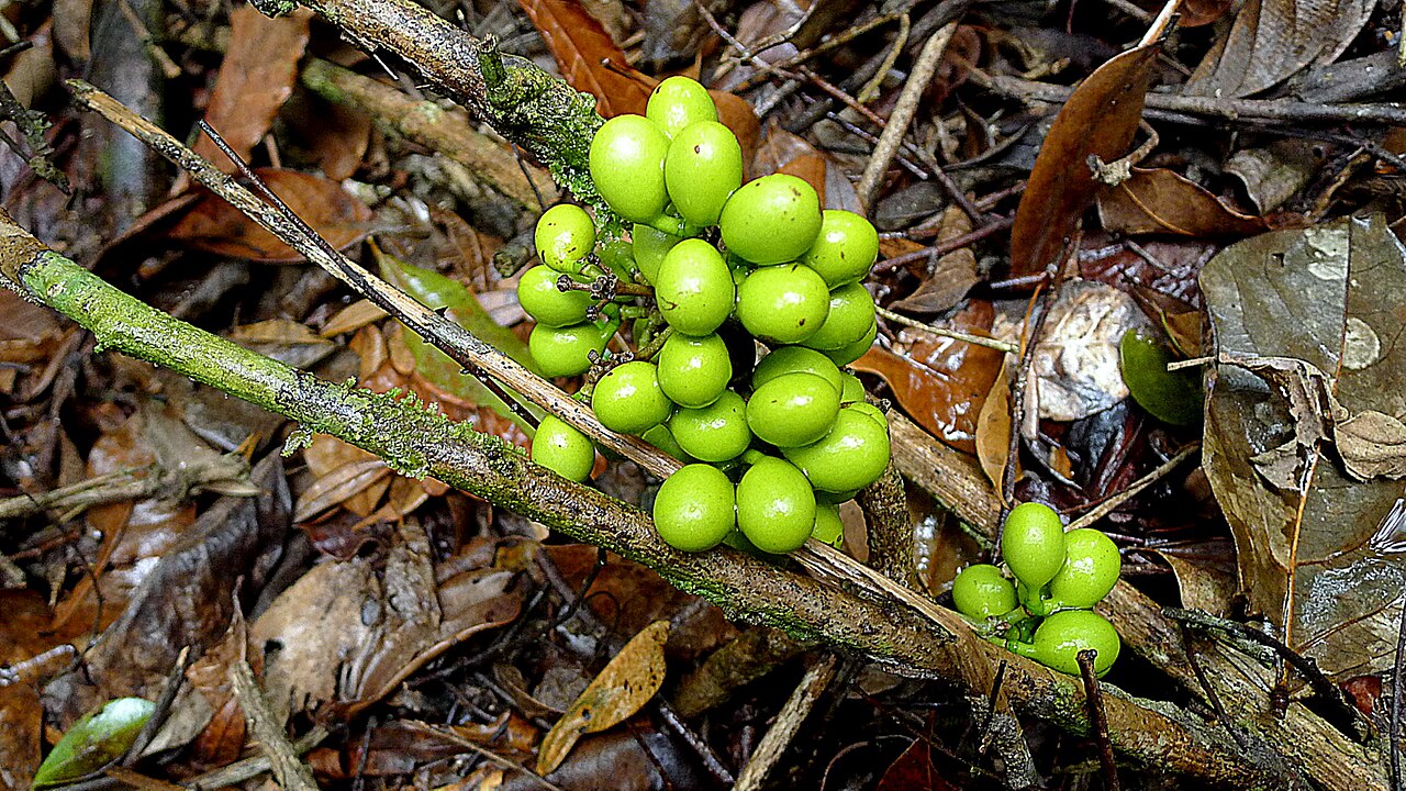 Chondrodendron platyphyllum