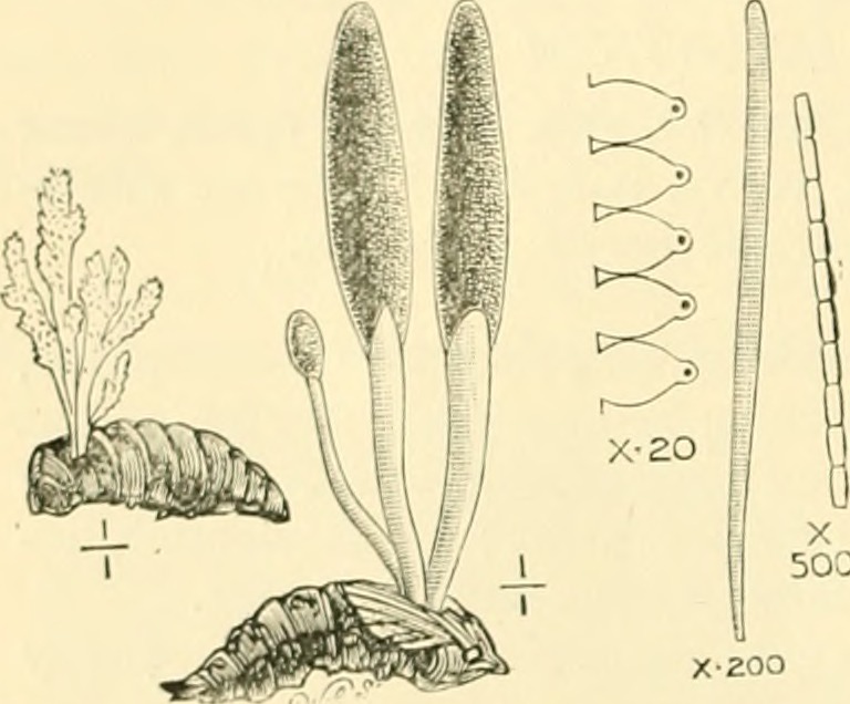 Cordyceps farinosa