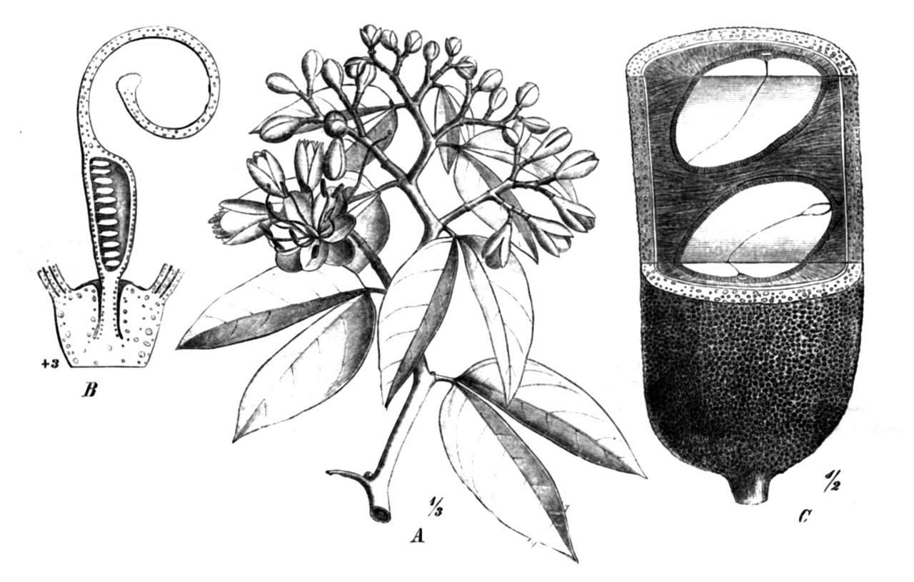 Hymenaea multiflora