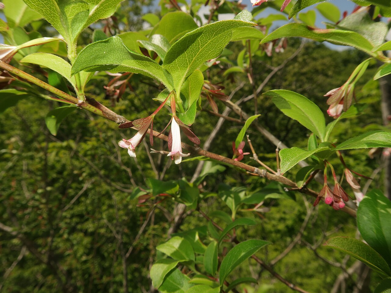 Zabelia integrifolia