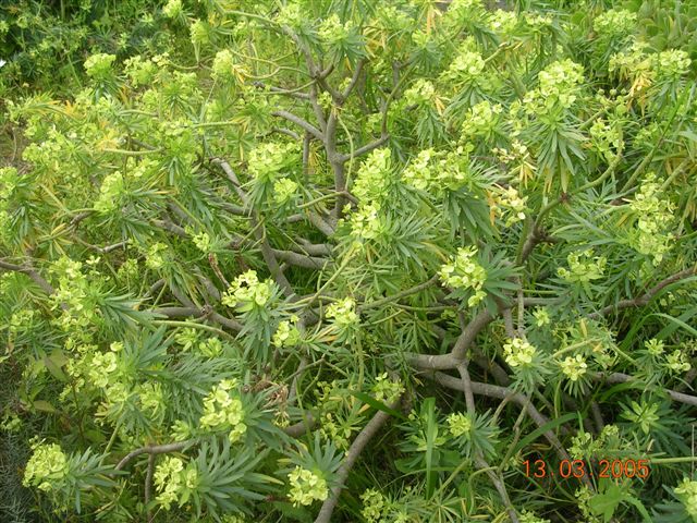 Euphorbia bourgaeana