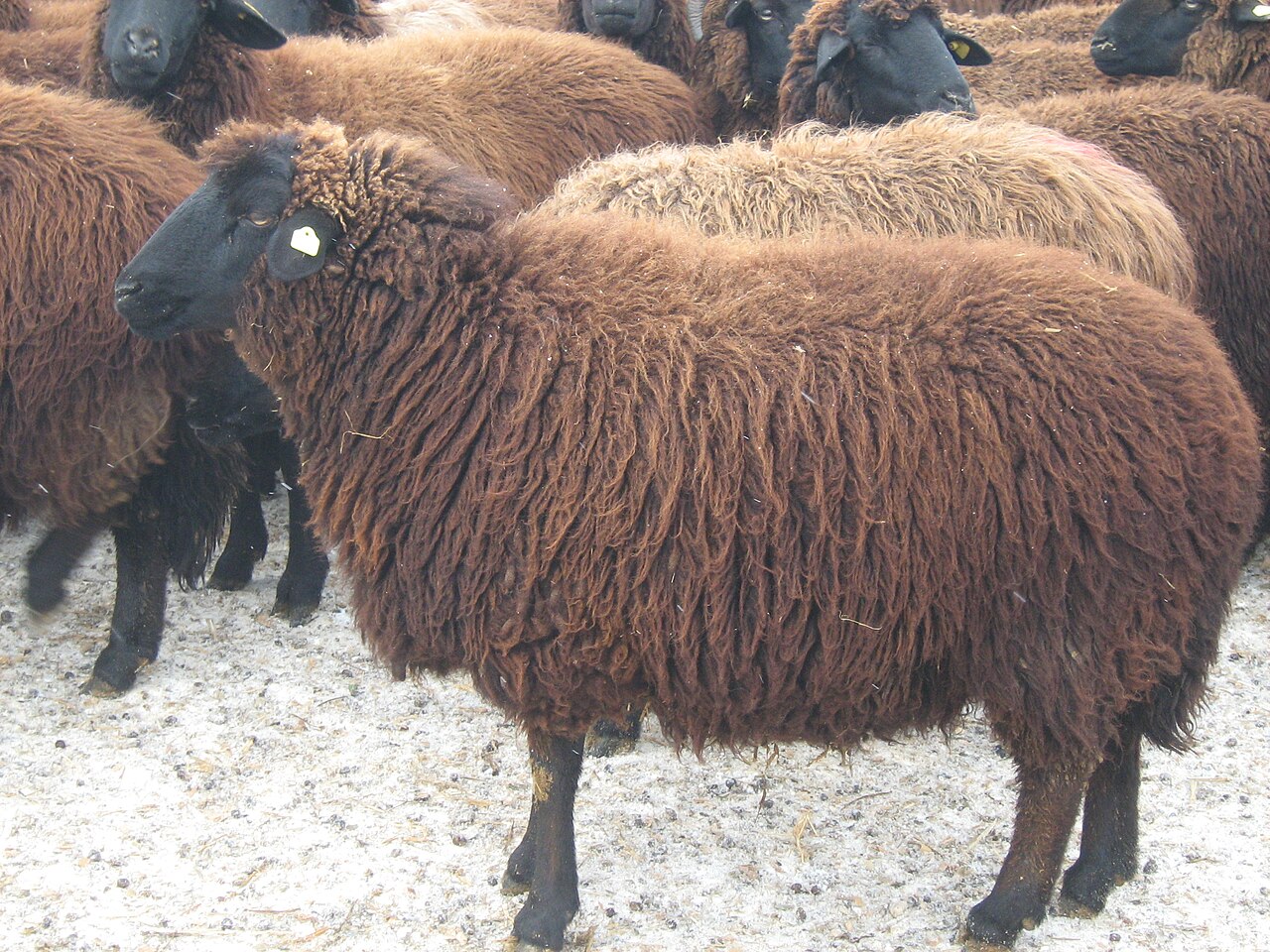 Copper-Red Shumen Sheep