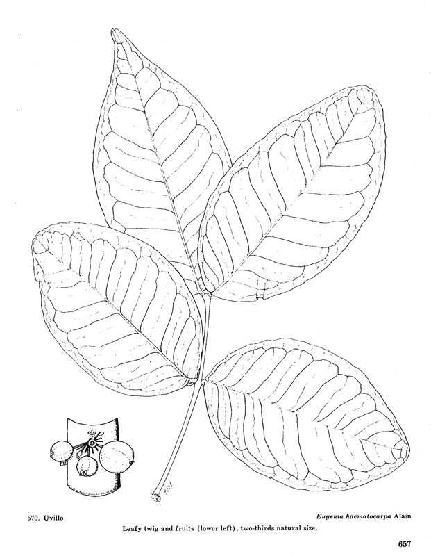 Eugenia haematocarpa