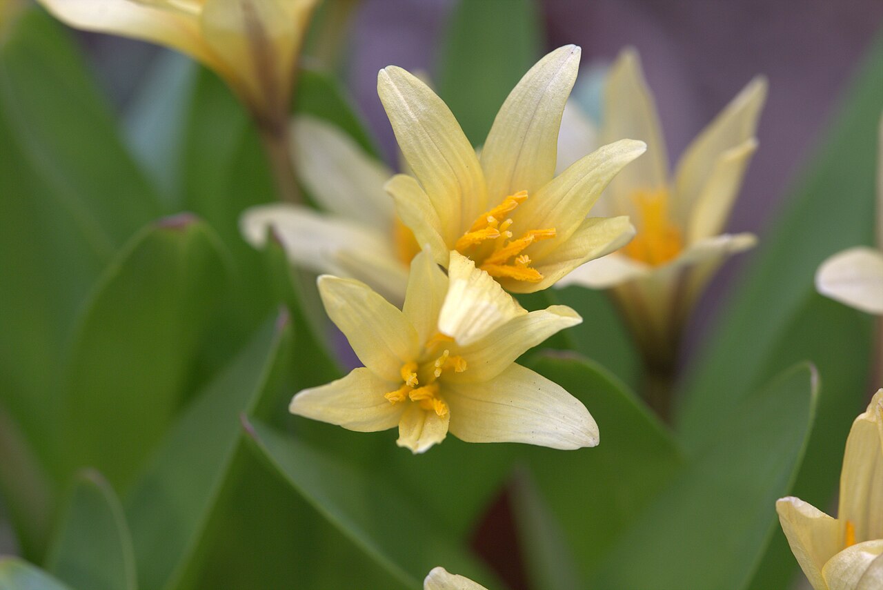 Colchicum luteum