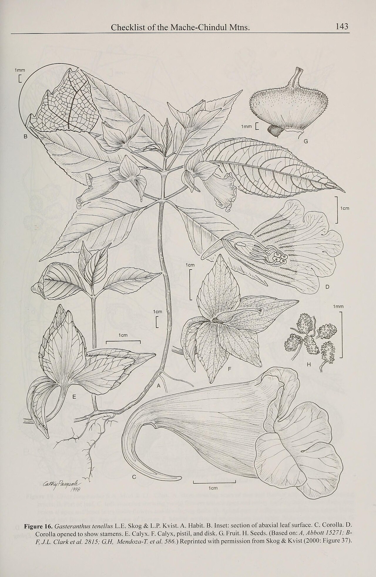 Gasteranthus tenellus