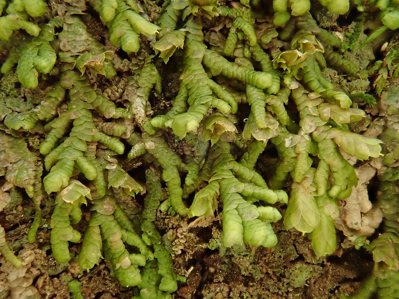 Frullania polysticta
