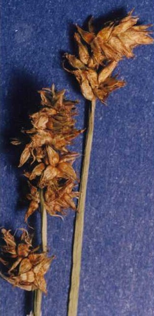 Carex nervina