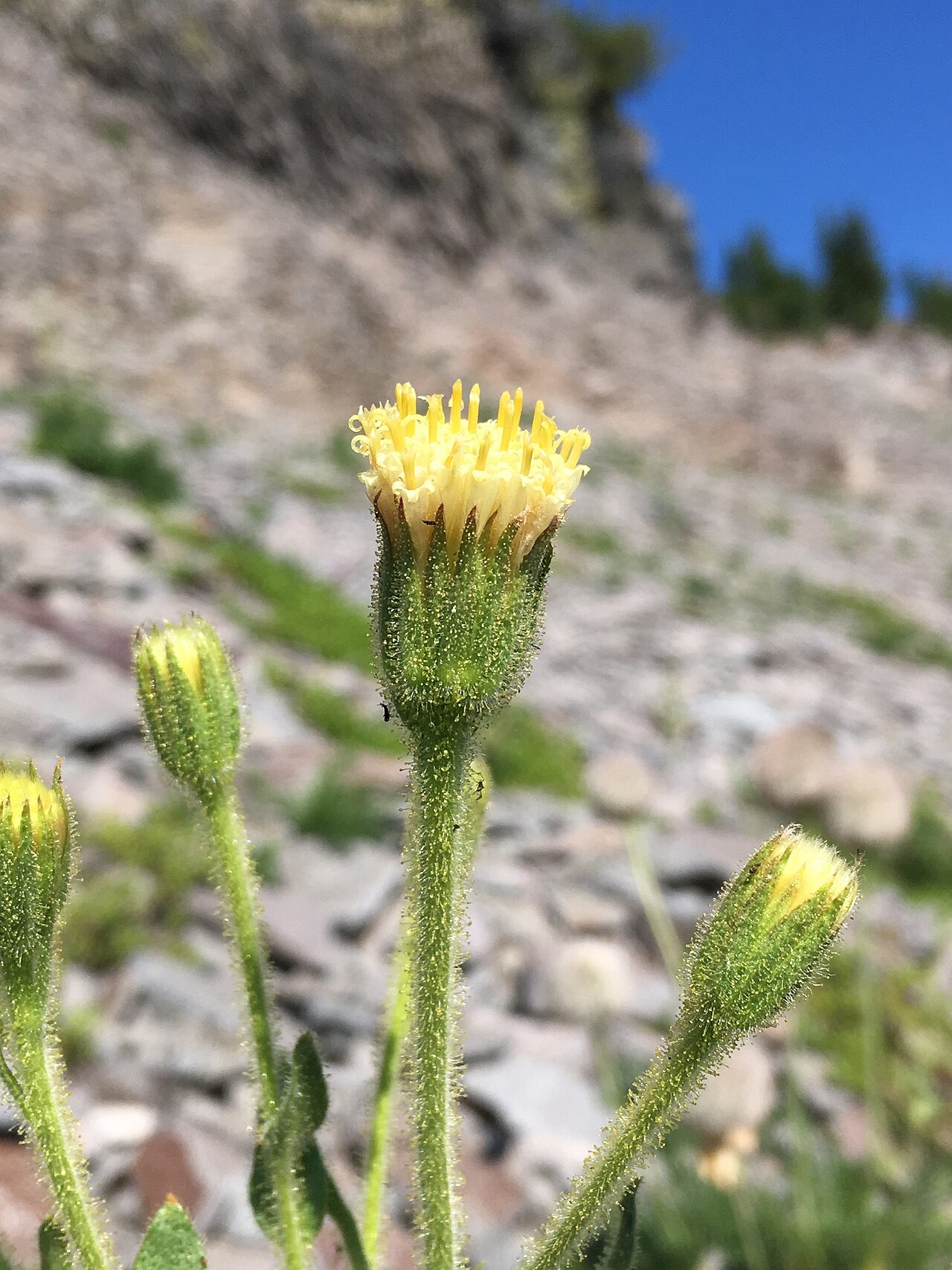 Arnica viscosa