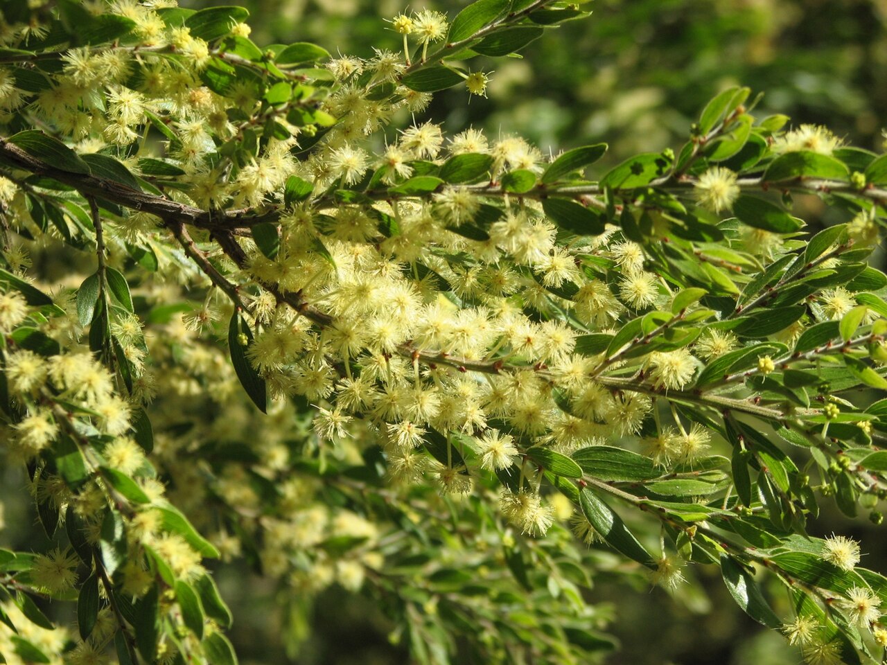 Sticky wattle or Howitt's wattle