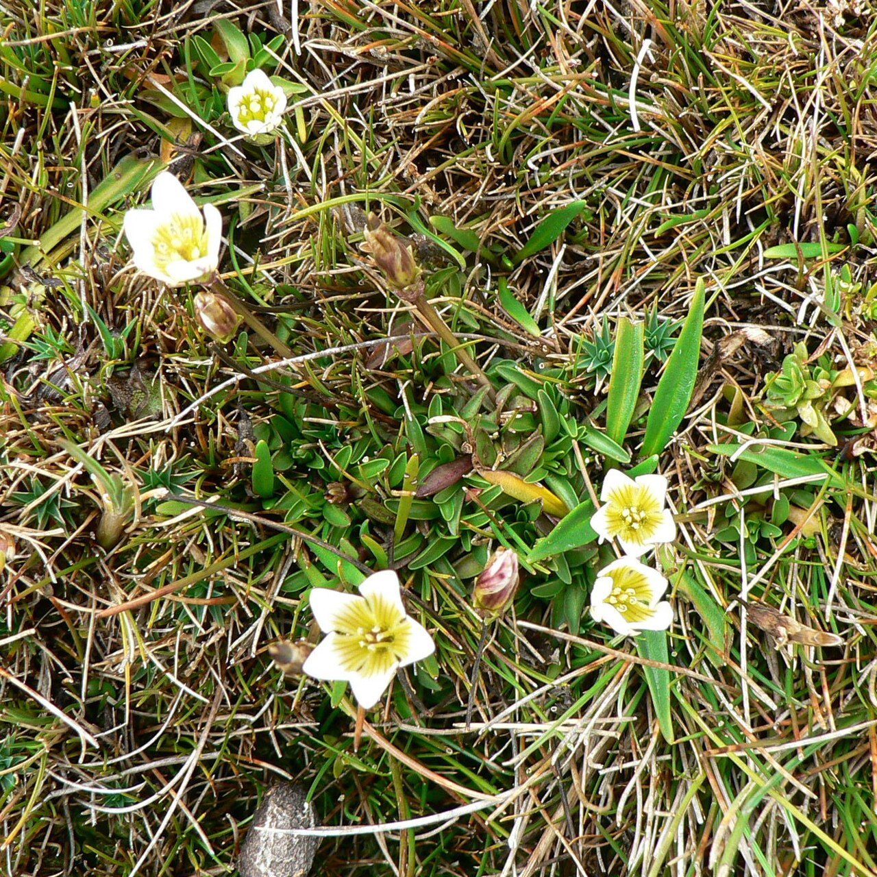 Gentianella limoselloides