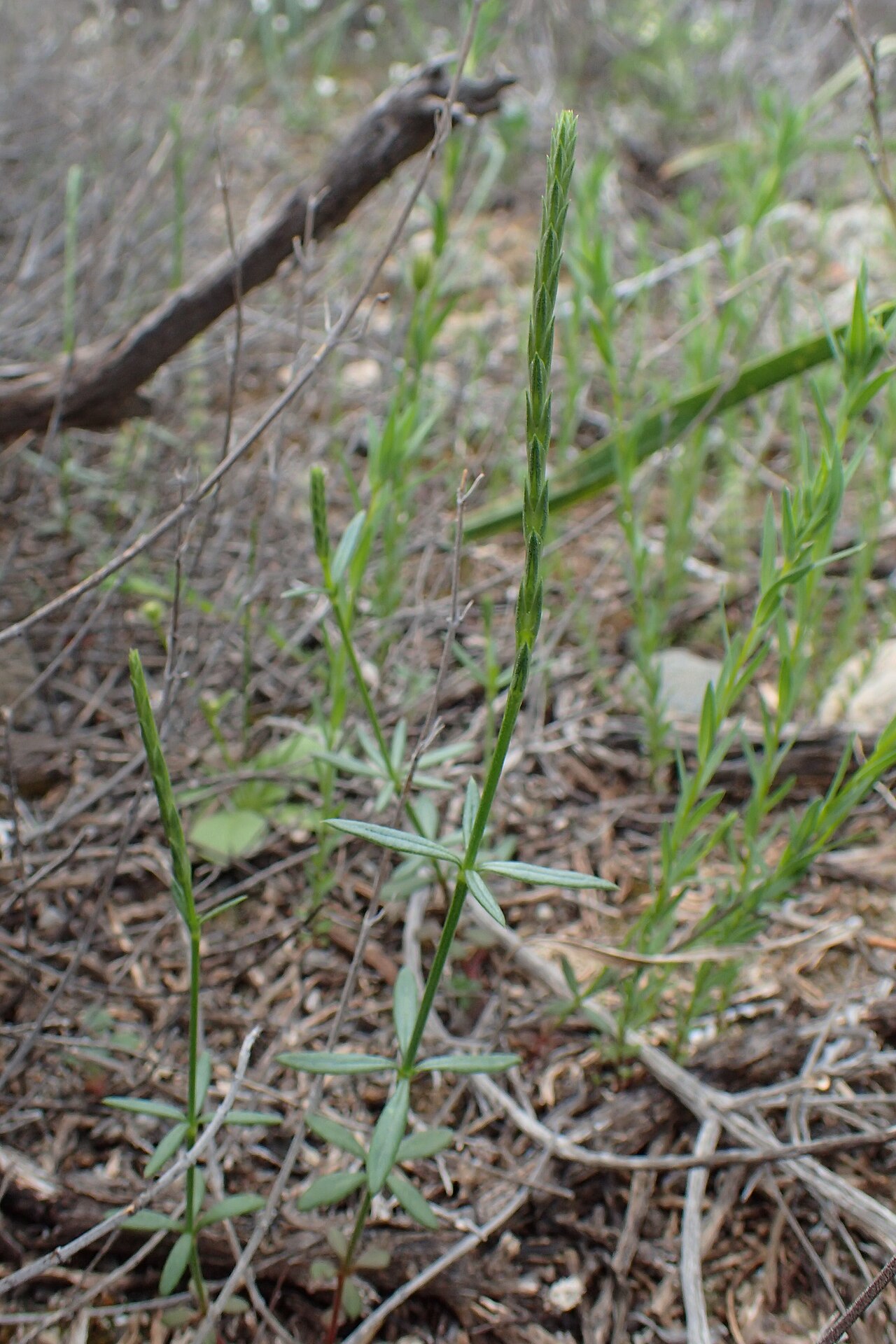Crucianella latifolia