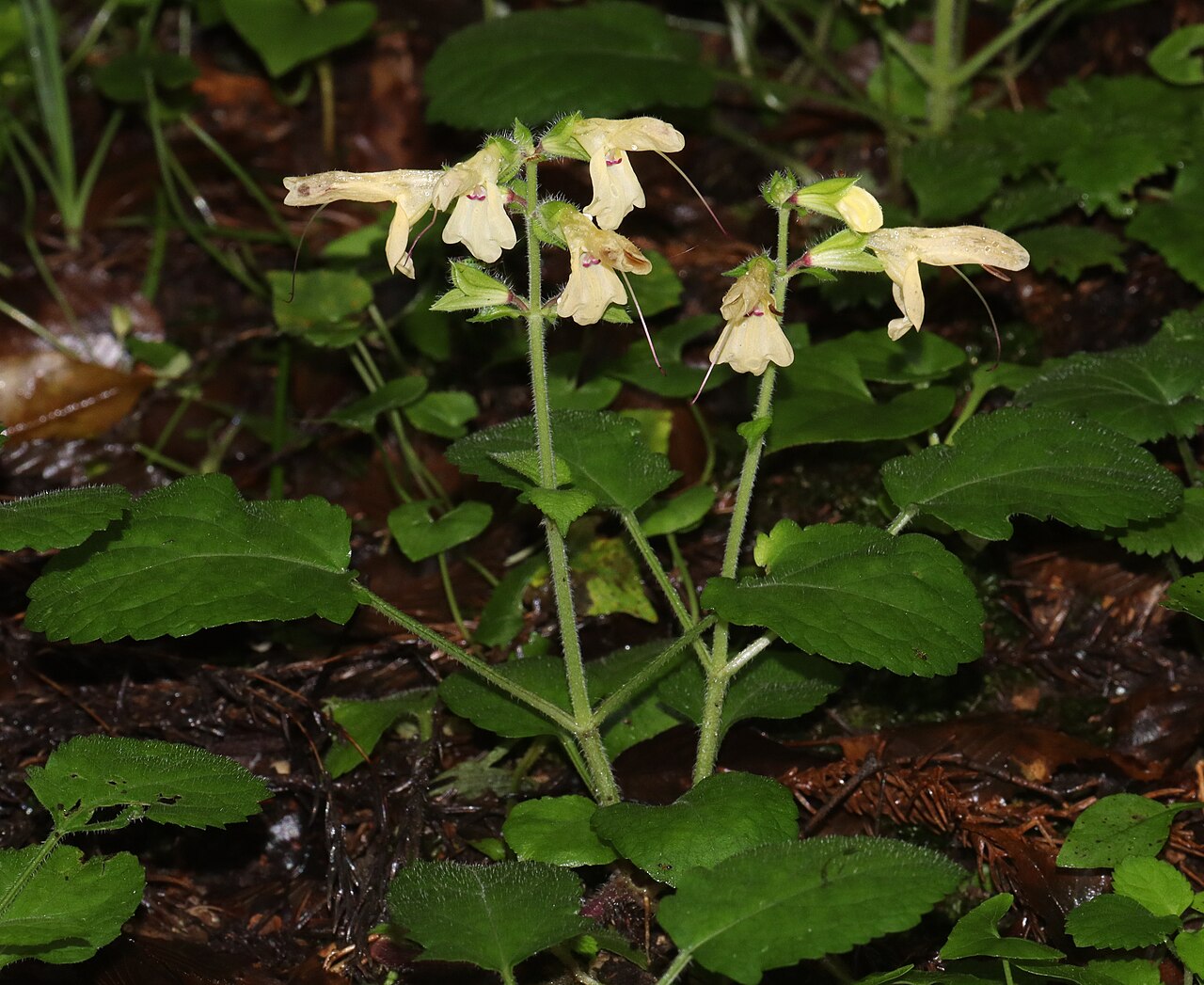 Salvia nipponica