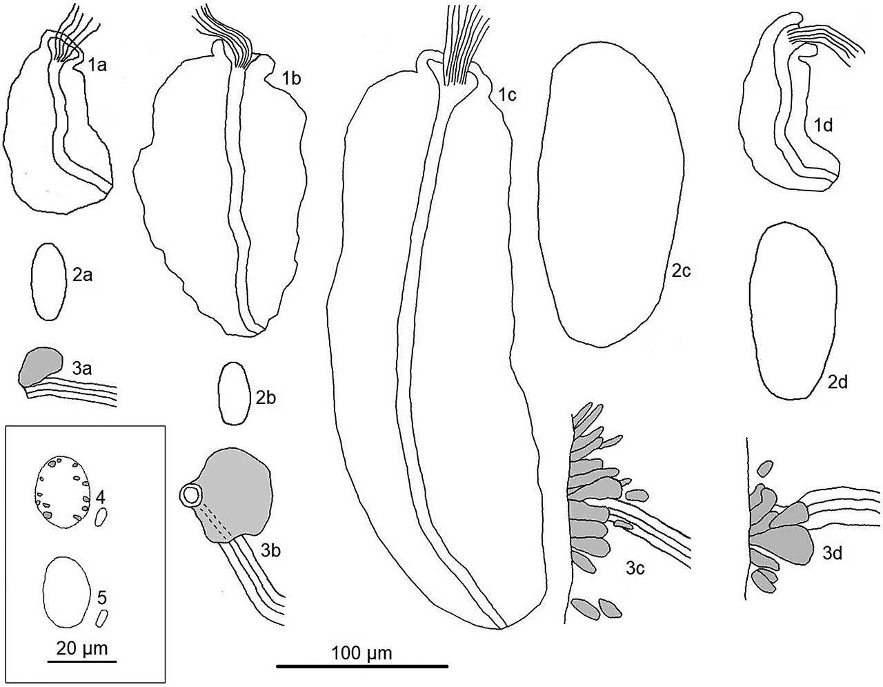 Fridericia bulboides