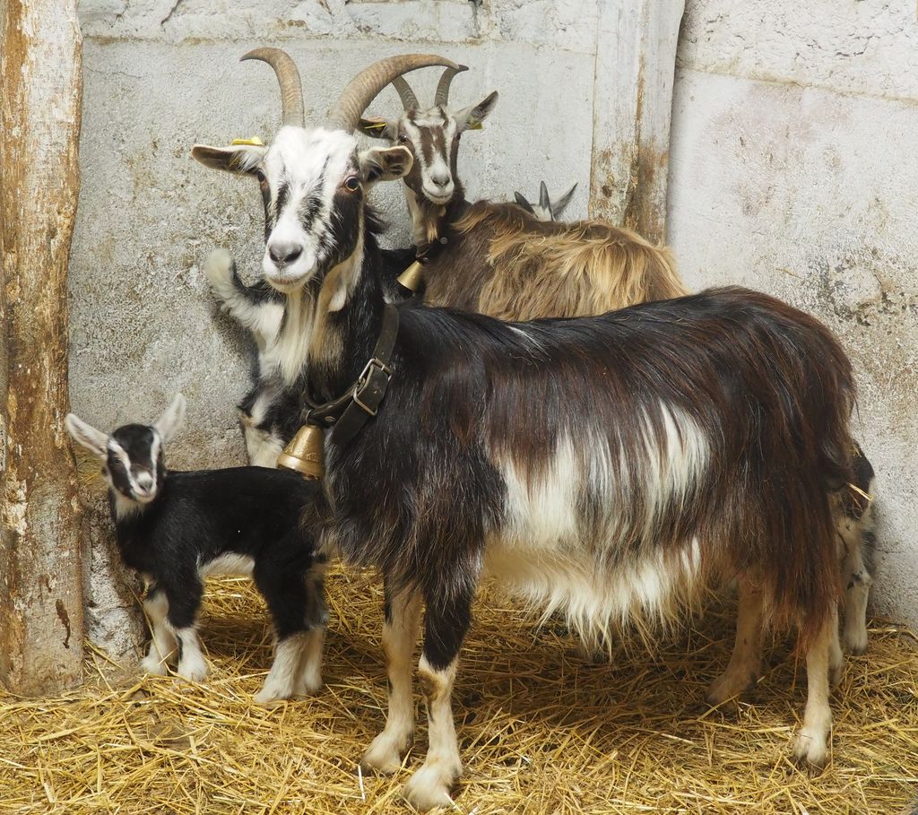 Massif central goat