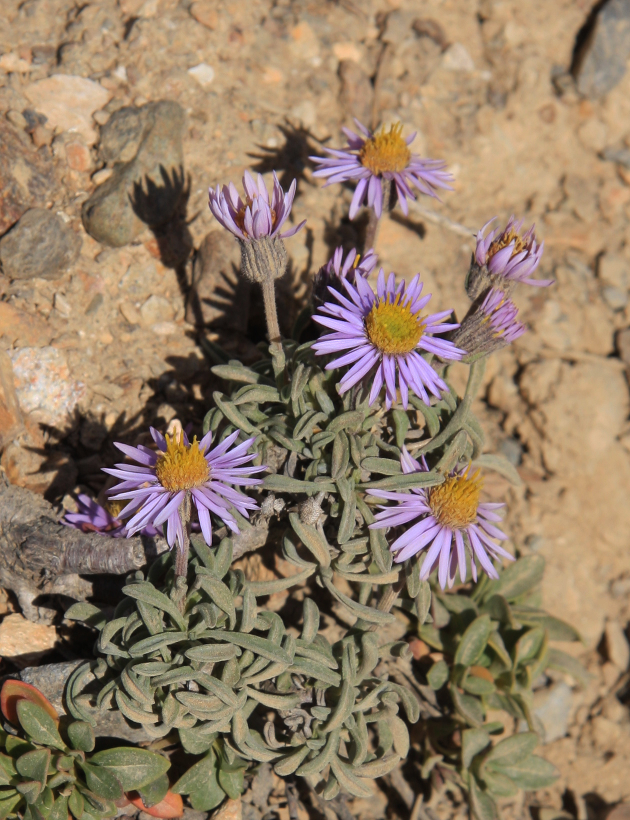 Erigeron pygmaeus
