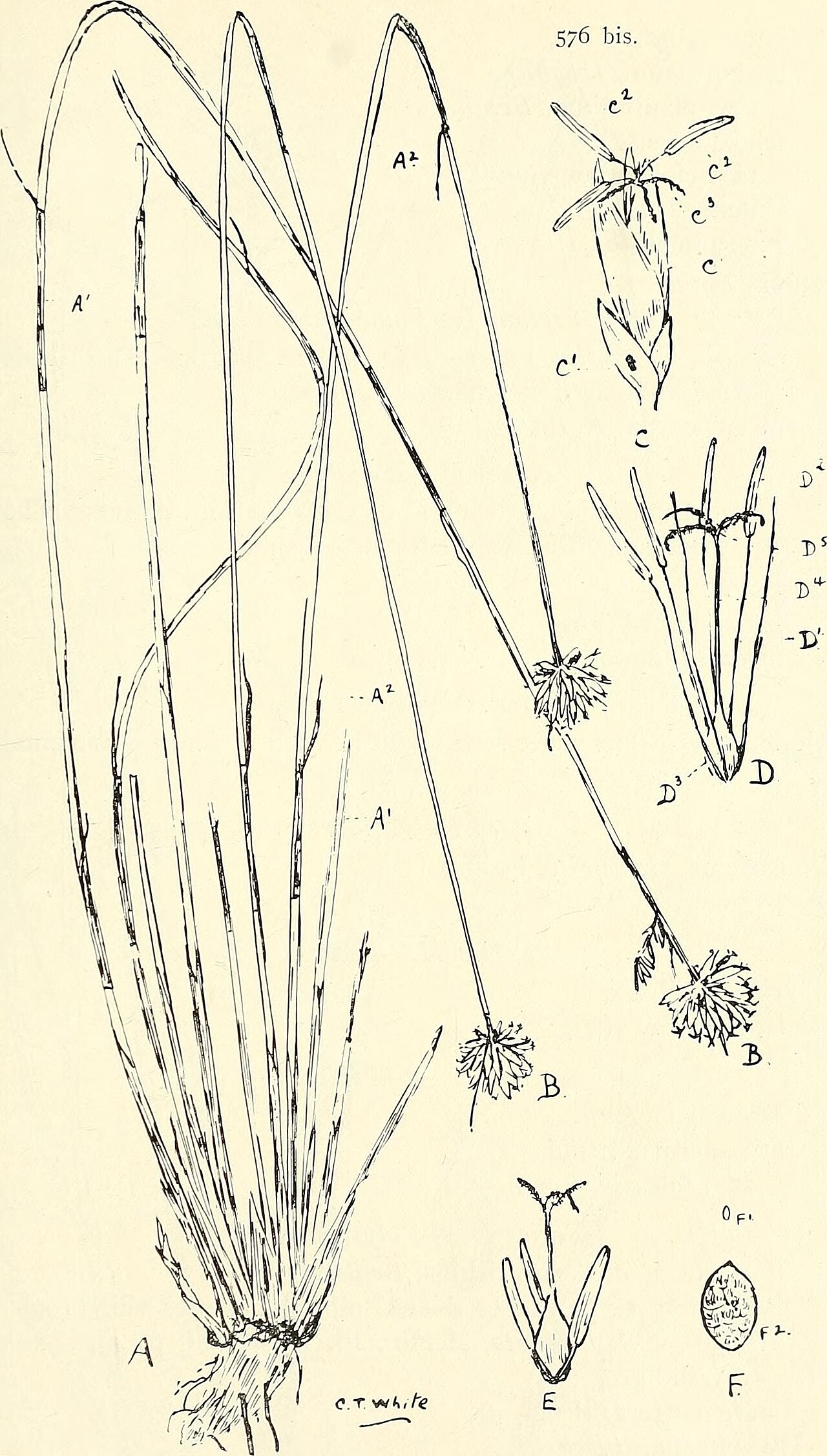 Schoenus lepidosperma