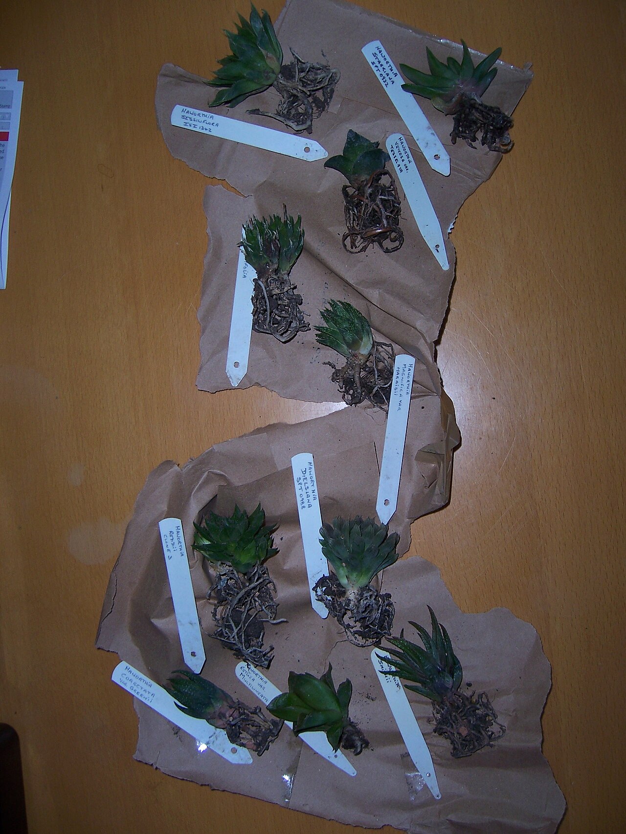 Haworthia magnifica