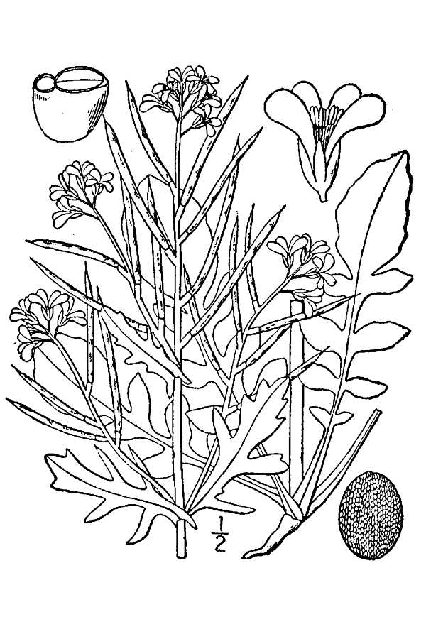 Native wintercress or riverbed wintercre