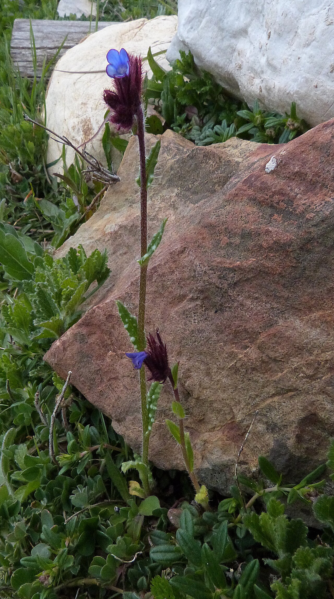 Anchusella cretica