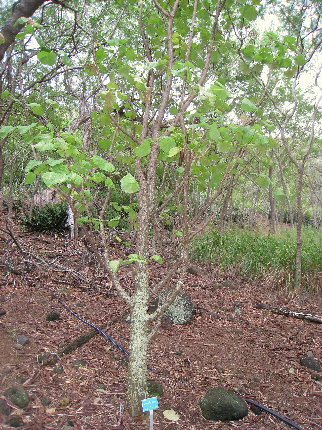 Erythrina burttii