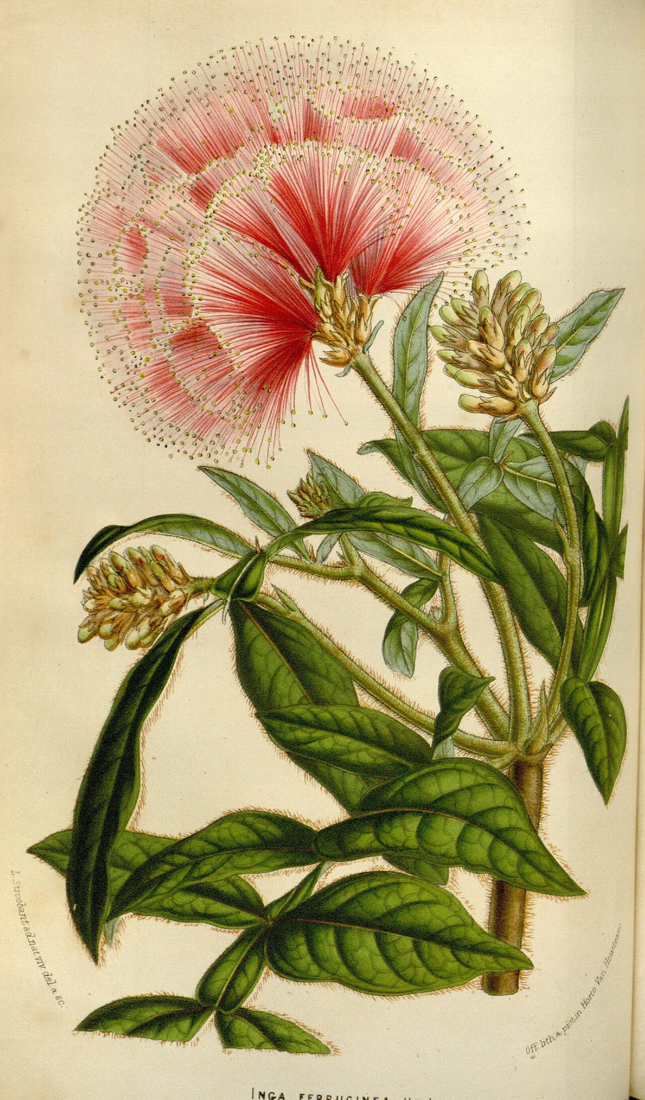 Albizia ferruginea