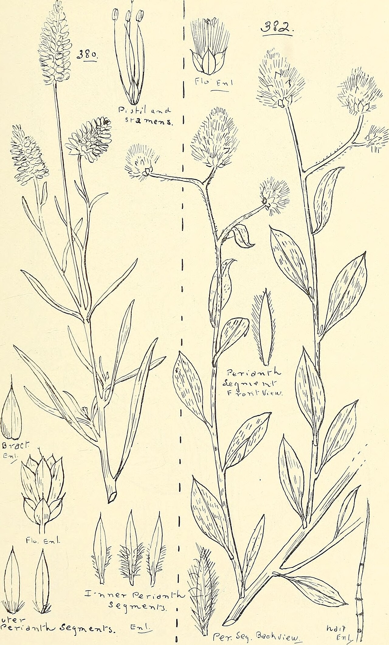 Ptilotus spicatus