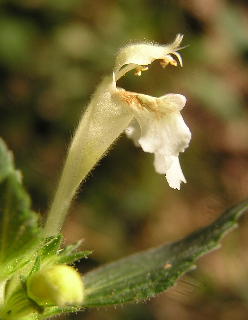 Downy hemp-nettle