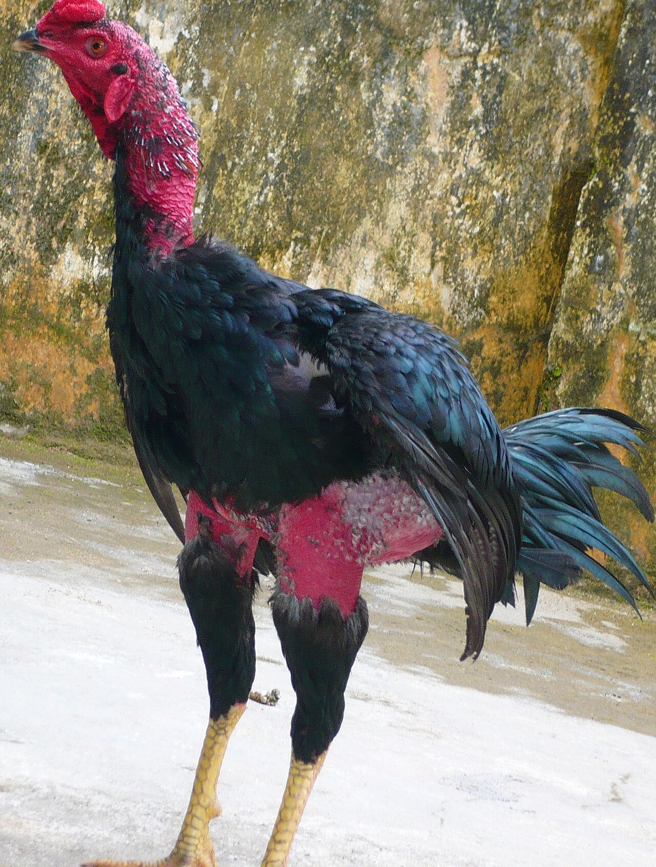 Ga Noi