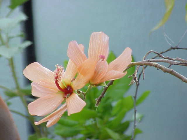 Malva phoenicea