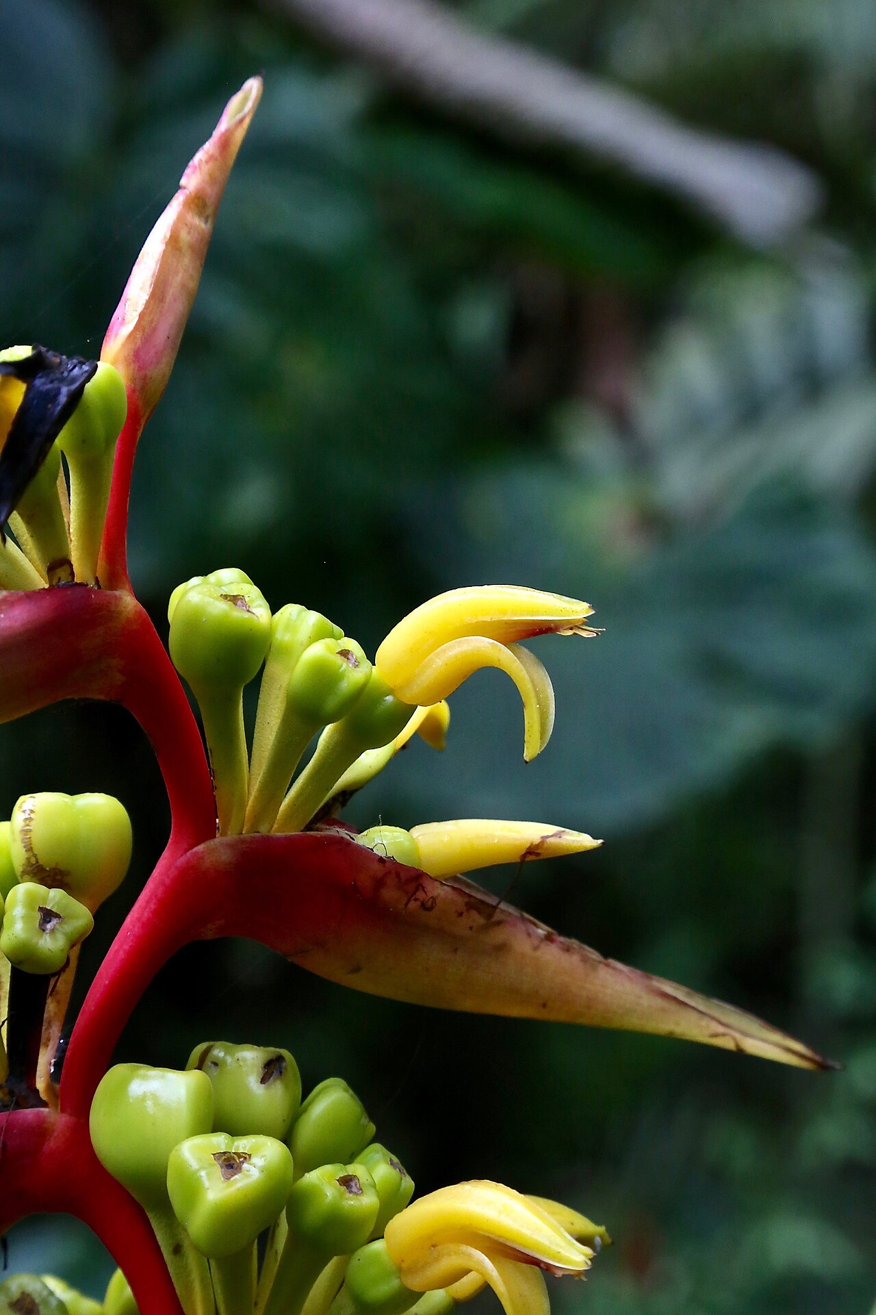 Heliconia impudica