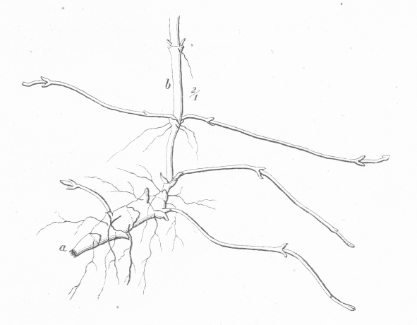 Circaea