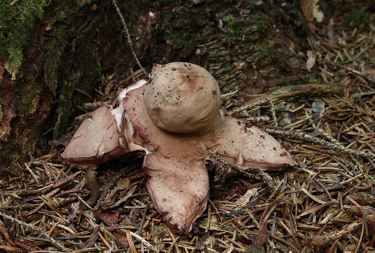 Rosy earthstar