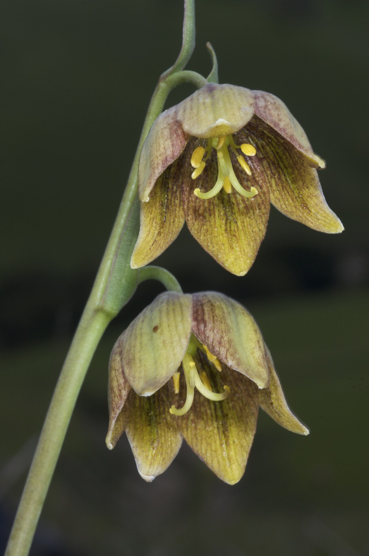 Fritillaria agrestis