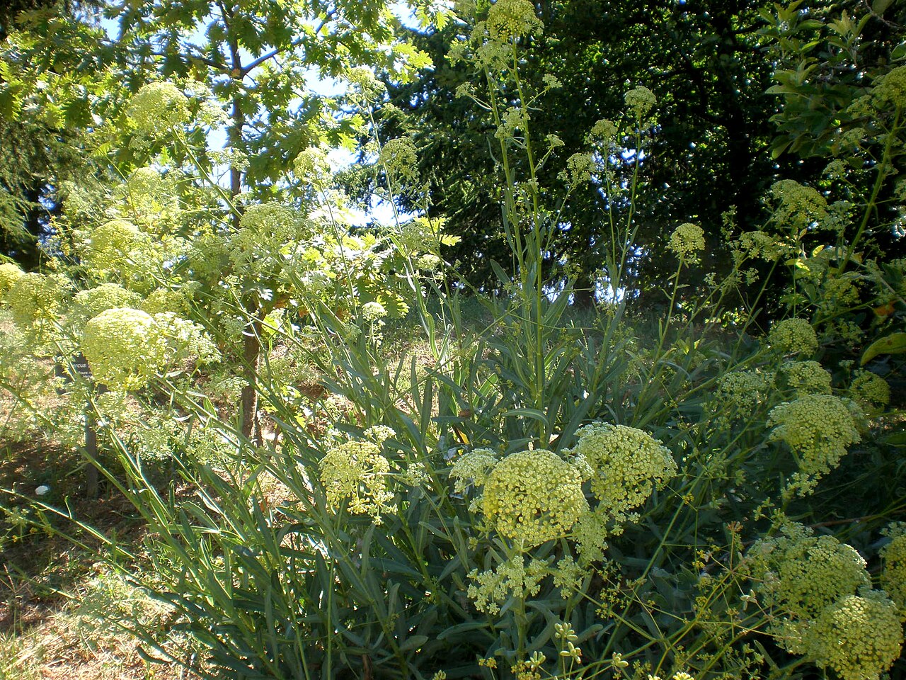 Bupleurum montanum