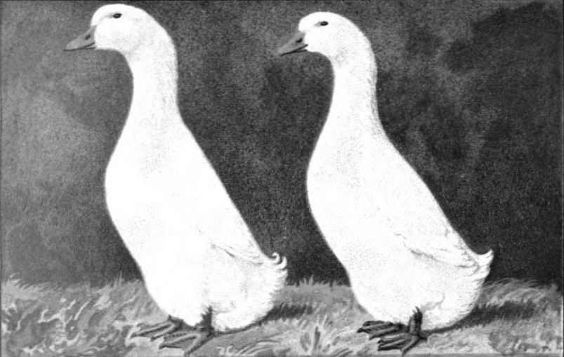 German Pekin