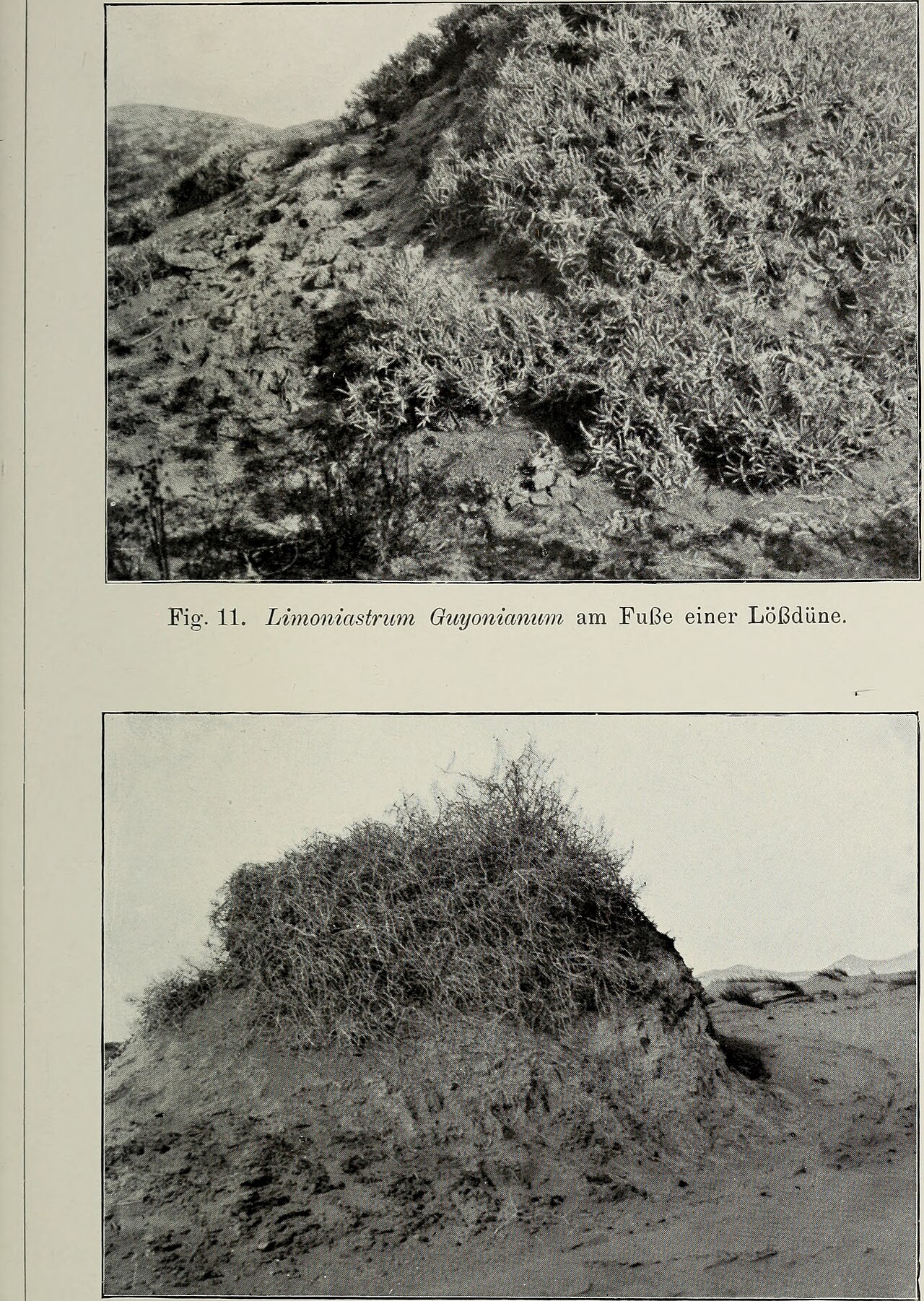 Traganum nudatum