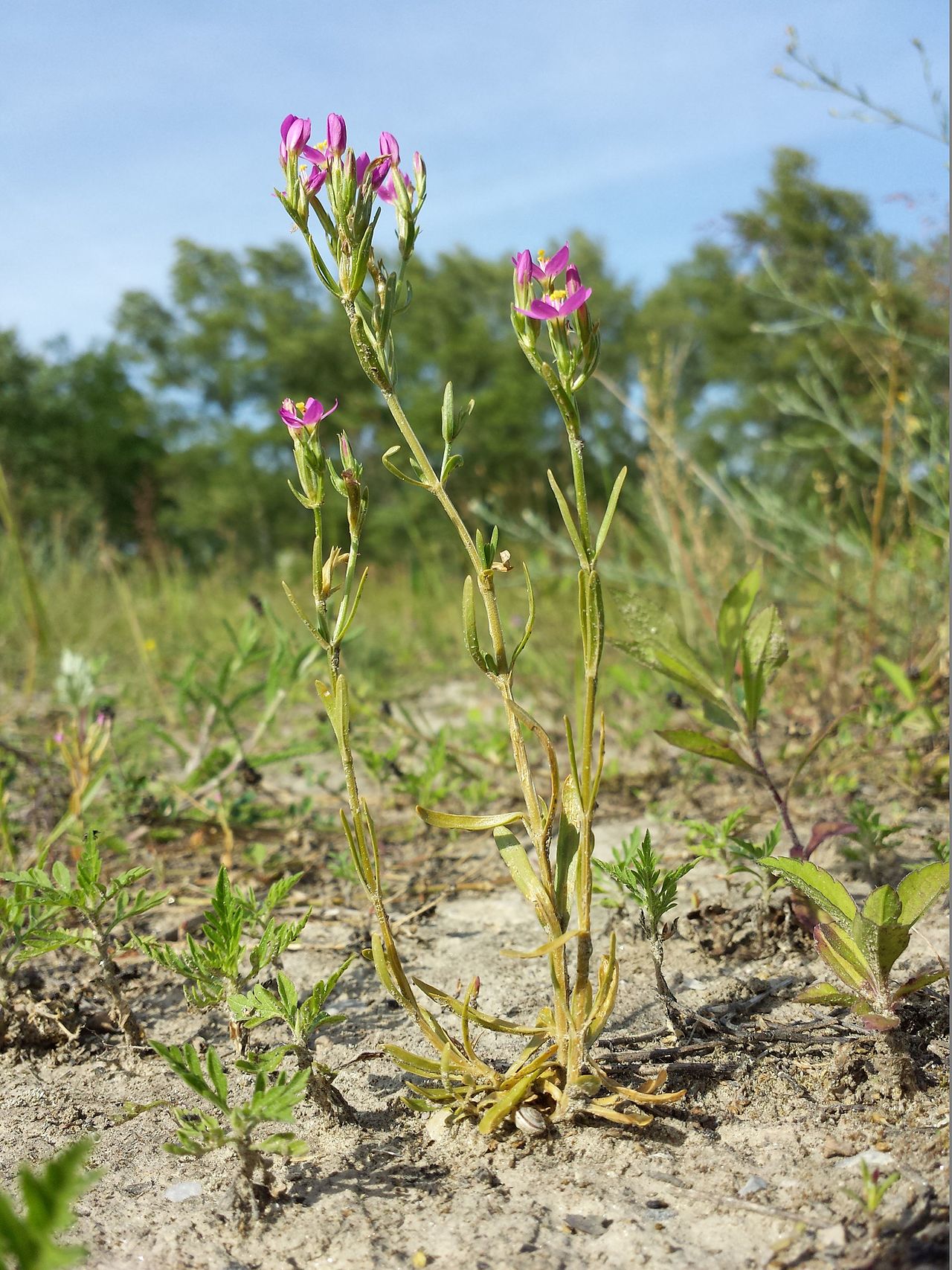 Centaurium uliginosum