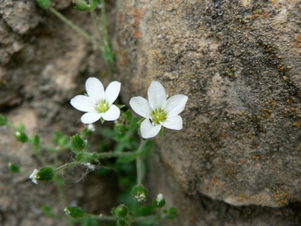 Arenaria ligericina
