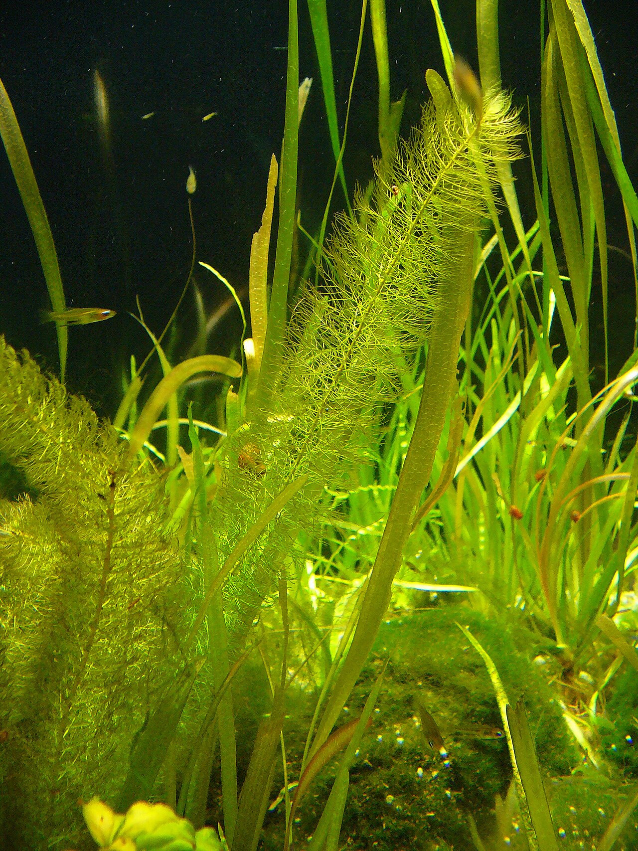 Myriophyllum hippuroides