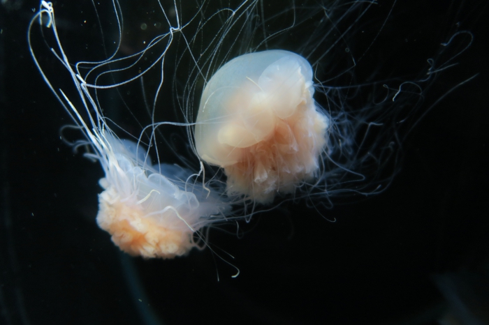 Cyanea nozakii