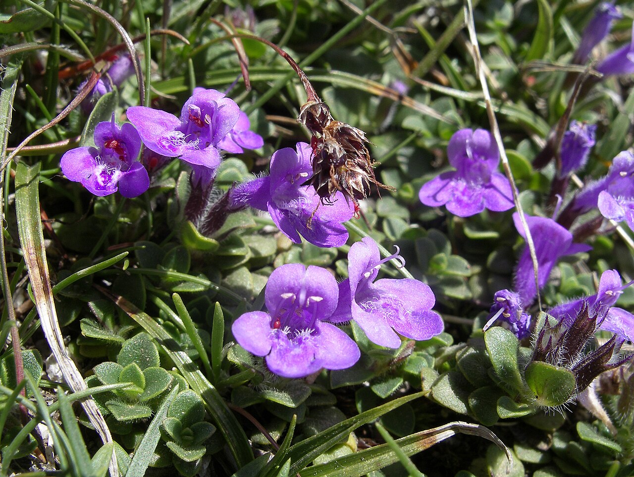 Clinopodium corsicum