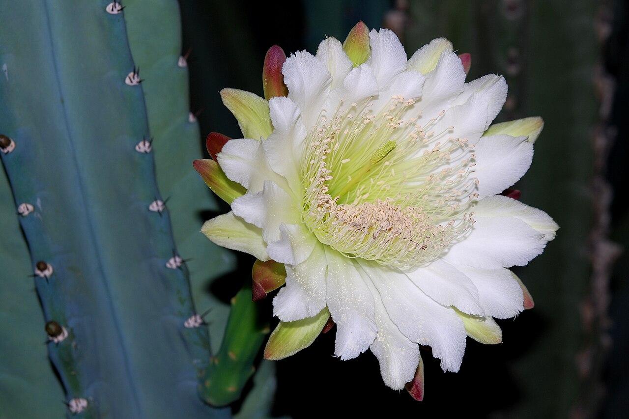 Cereus hildmannianus