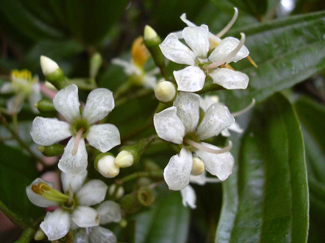 Miconia bicolor