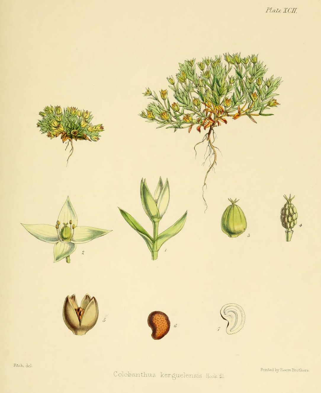 Colobanthus kerguelensis